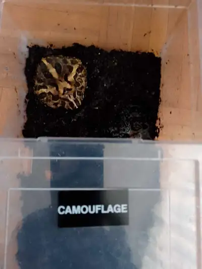 Selling pac man frogs Coffee-$50 Camouflage -$50 Both for $85 RFS: downsizing my collection Check al...