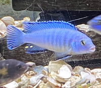 African Cichlids and catfish 