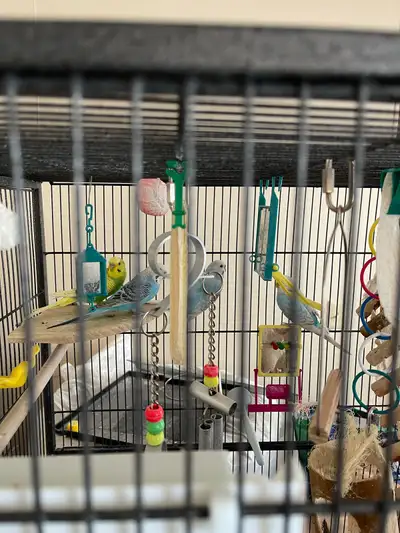Four budgies for sell, View more
