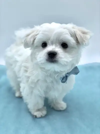 MALTESE BOY PUP, View more