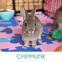 CHIPMUNK - Juvenile Fixed Male
