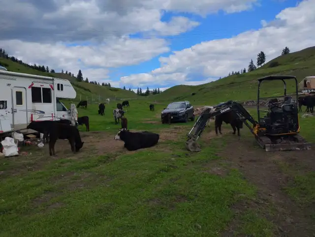 organically raised beef  halves or whole64872056990849121