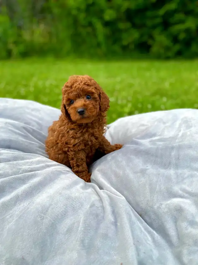 red toy poodle puppies looking for their Forever home in Dogs & Puppies for Rehoming in City of Toronto - Image 5