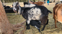 Mini LaMancha Goat Herd