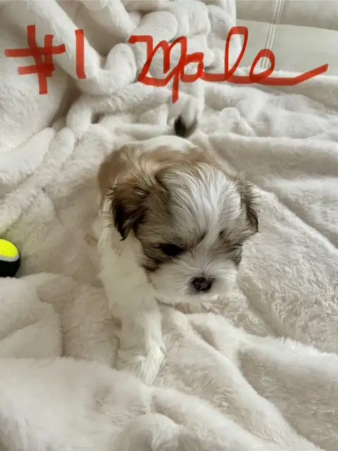 Sweet Malshi (Shih TZU / Maltese) Pups! in Dogs & Puppies for Rehoming in Comox / Courtenay / Cumberland - Image 10