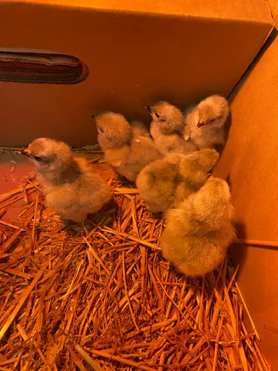 lavender Orpington chicks , View more