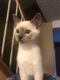 Grey Point Siamese Female