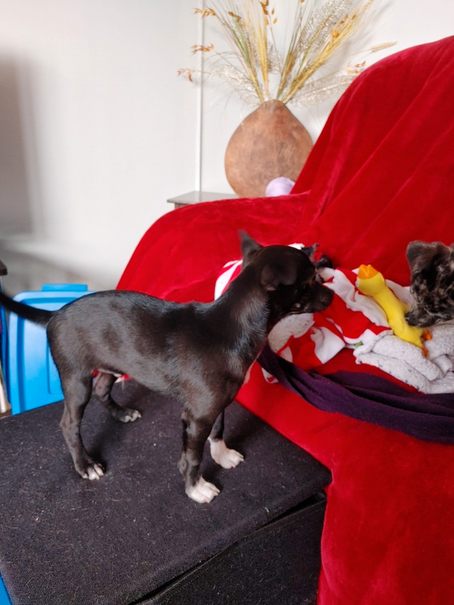 1 Gorgeous Chihuahua puppy in Dogs & Puppies for Rehoming in St. Albert - Image 4