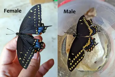 Black Swallowtail butterfly / Papillion de célerie, View more