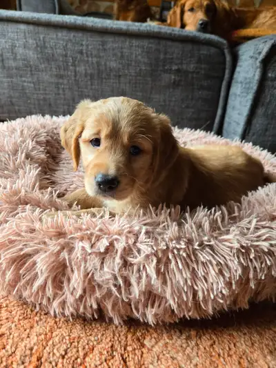 Golden Retriever Puppies, View more