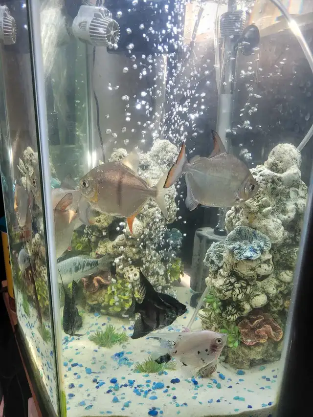 fish with tank in Fish for Rehoming in Napanee - Image 4