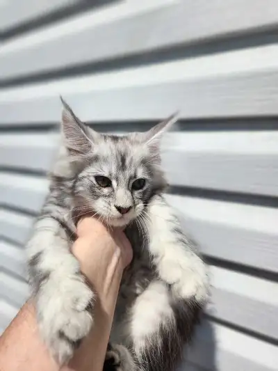 Maine Coon enregistré TICA Maman black silver shaded Papa black silver lignee shaded Ils sont âgés d...