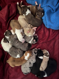 Australian Shepherd puppies