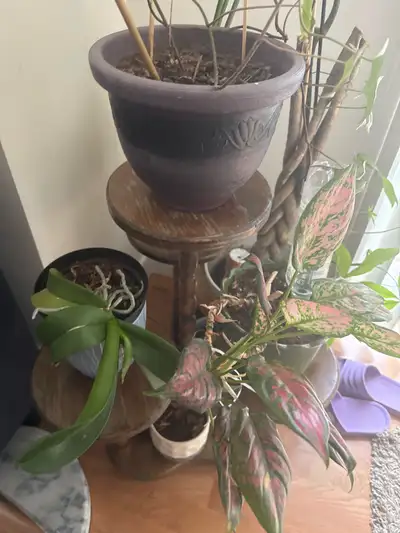 Looking for free indoor plants, View more