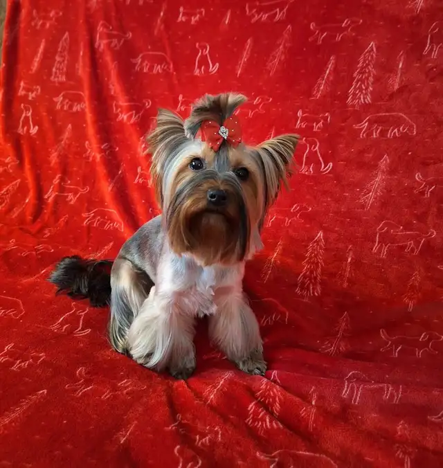 CKC Registered Yorkshire terrier puppies in Dogs & Puppies for Rehoming in City of Toronto - Image 9