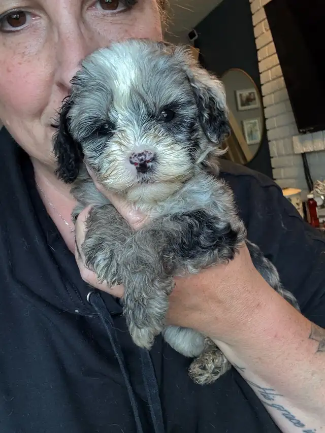Mini sheepadoodles and mini aussiedoodles. in Dogs & Puppies for Rehoming in Edmonton - Image 9