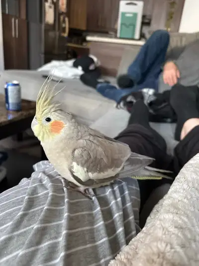 looking for a tame cockatiel for Mimi, View more