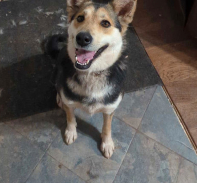 Smooth coat Border Aussie? Female in Dogs & Puppies for Rehoming in Saint John