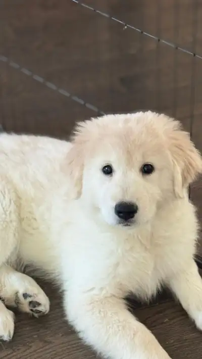 one last remaining puppy-golden sammy puppy, View more