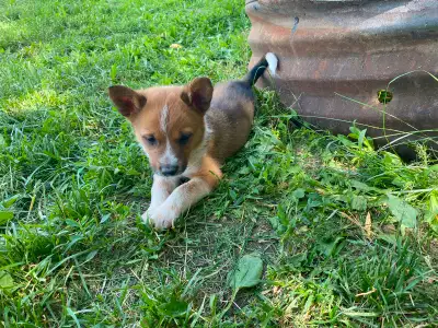 Heeler/Border Collie Pups, View more