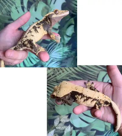 Crested Geckos ($75-$250), View more