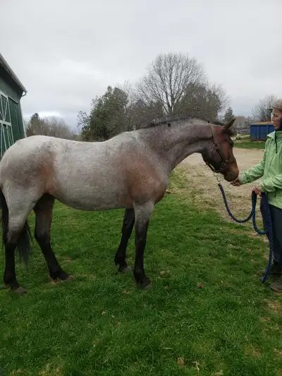 Pretty filly born 2022 june. Reg sport pony by sec A Starry night out of throughbred mare.started lu...