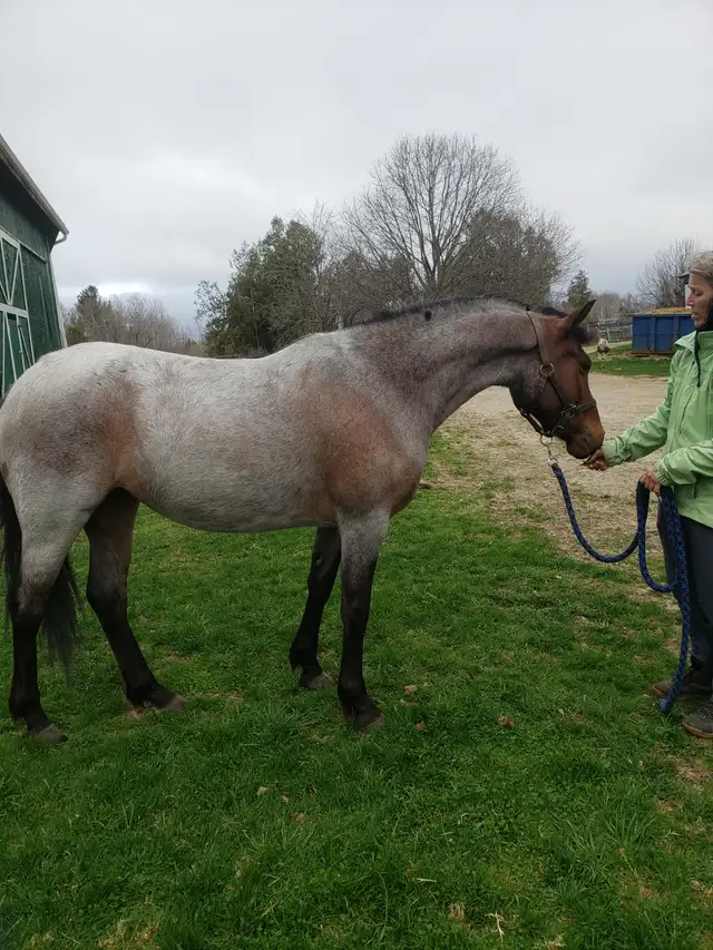 Large pony prospect in Horses & Ponies for Rehoming in Oshawa / Durham Region - Image 2