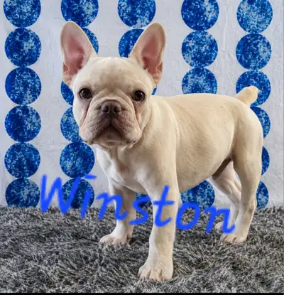 French Bulldog puppies CKC registered, View more