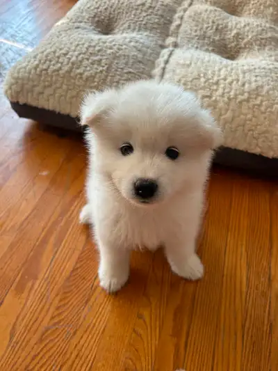 Purebred Samoyed Puppies!!, View more