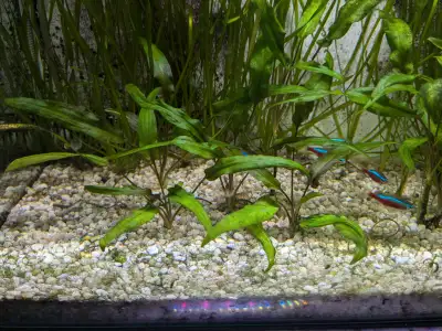 Cryptocoryne Wendtii (green) for sale, View more