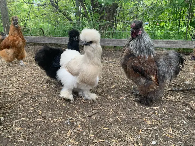100% PURE BRED silkie hatching eggs!!! | Livestock | St. Albert | Free ...