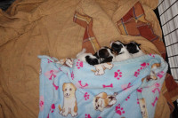 Very rare sable  Papillion puppies 1399$ each.  Only one girl .