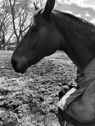 Hey, I am an English rider and coach who has 17 yrs of experience handling and caring for horses. I’...
