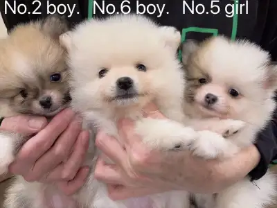 *** Toy size Pomeranian puppies ready now  ***, View more