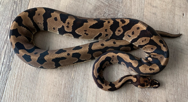 Ball Pythons - 50% off sale! in Reptiles & Amphibians for Rehoming in Edmonton - Image 3