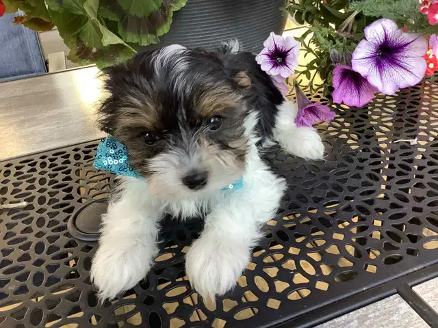 READY NOW YORKSHIRE  BIEWER YORKIE & YORKSHIRE BLACK AND TAN in Dogs & Puppies for Rehoming in Gatineau - Image 4