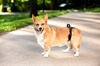 Older Dog Rear Support Harness