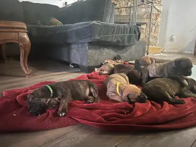 Cane Corso Puppies, View more