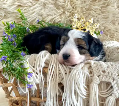 Aussiedoodles, View more