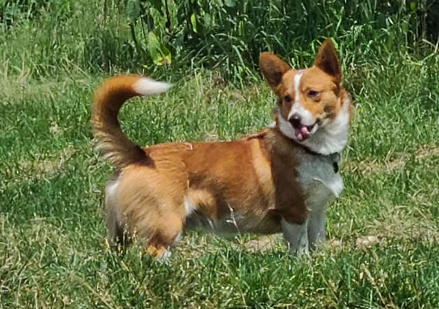 Bonjour jolie chiot corgi Pembroke dans Chiens et chiots à adopter  à Ville de Montréal - Image 3