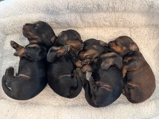 CKC Reg'd Mini Long Haired Dachshund Puppies in Dogs & Puppies for Rehoming in Norfolk County - Image 5