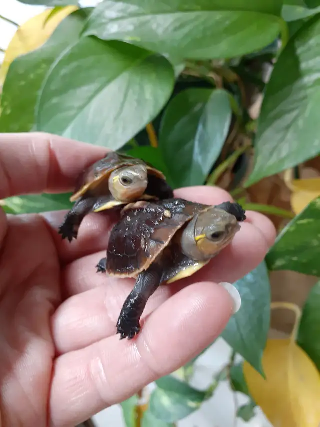 CBC 2026 chinese box turtles ** ON SALE** | Reptiles & Amphibians for ...