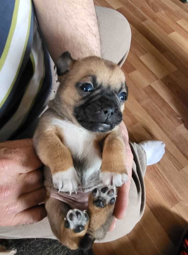Jug -Jack Russell/Pug   and  Pug in Dogs & Puppies for Rehoming in New Glasgow - Image 3