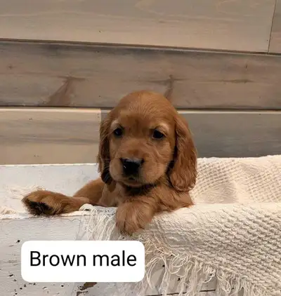 Mini Golden Puppies, View more