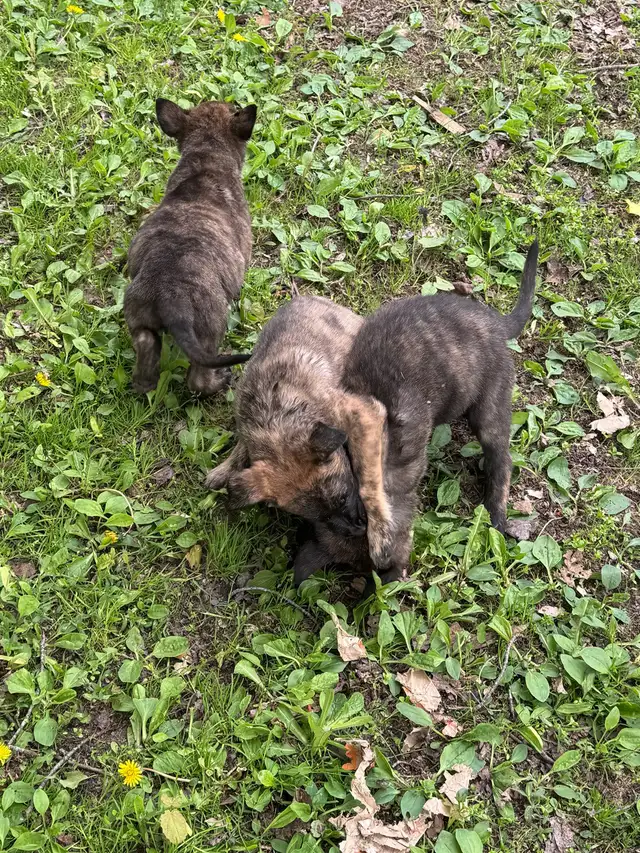 Dutch Shepherd puppies in Dogs & Puppies for Rehoming in Sudbury - Image 3