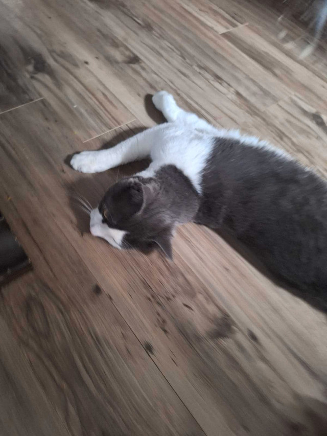 Grio Cat in Cats & Kittens for Rehoming in Moncton - Image 3