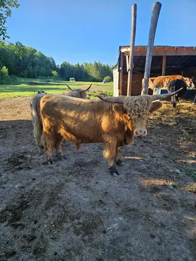 Highland bull, View more