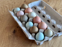 Rainbow hatching eggs
