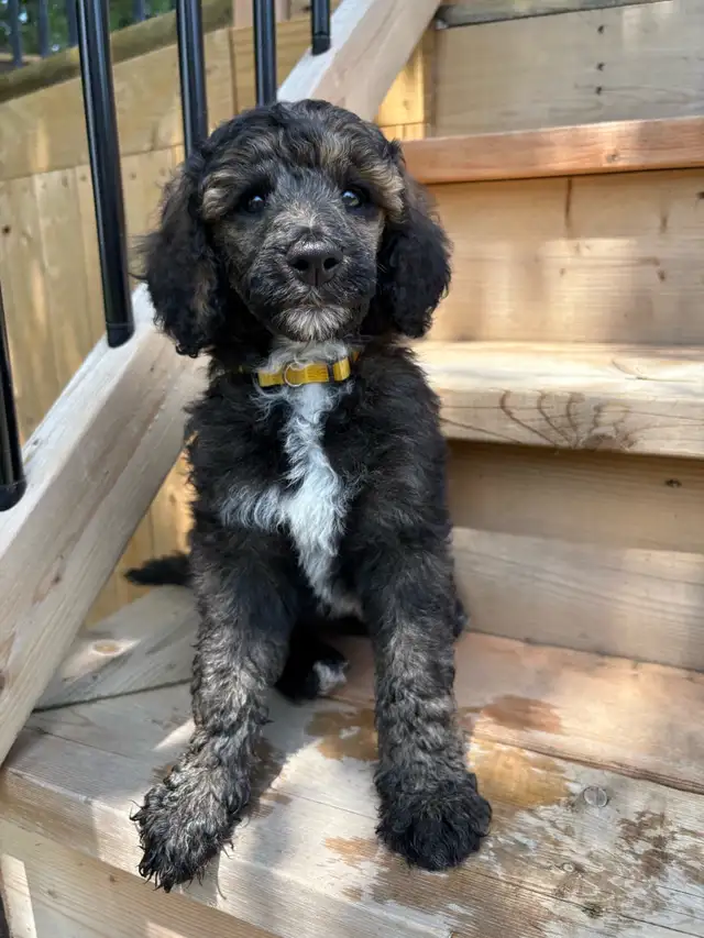 CKC Standard Poodle Puppies in Dogs & Puppies for Rehoming in Ottawa - Image 3