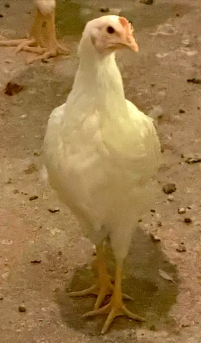 Young pullets 13 weeks old., View more